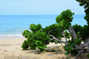 Gündüz kumlu deniz kıyısı manzarası 