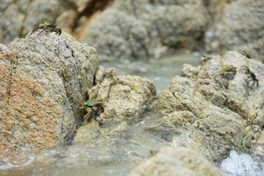 Tayland 'da kayalık deniz kıyısı