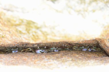 Tayland 'da kayalık deniz kıyısı