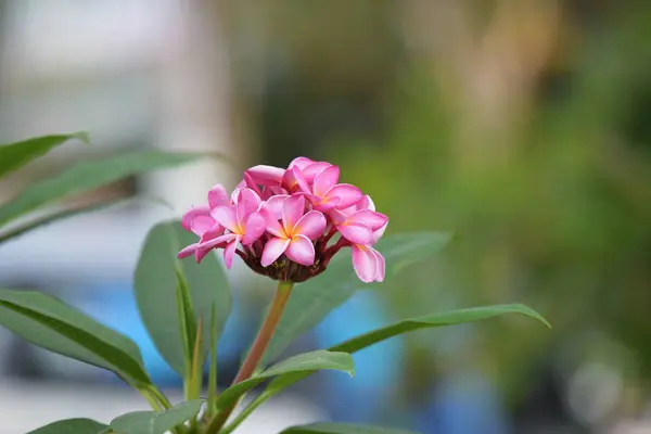 Schöne Bunte Blumen Blühende Plumeria Blume Blühende Grüne Blatt Hell — Stockfoto