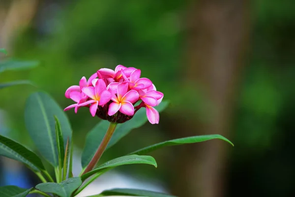 Krásný Barevný Květ Kvetoucí Plumeria Květ Kvetoucí Zelený List Světlý — Stock fotografie