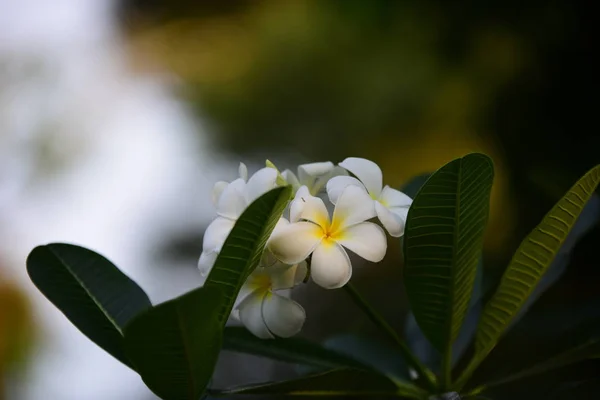 Λευκά Τροπικά Λουλούδια Ανθίζουν Στο Δέντρο — Φωτογραφία Αρχείου