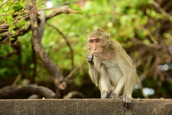 Macaco Bonito Habitat Durante Dia — Fotografia de Stock