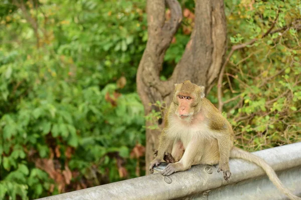 Monyet Lucu Habitat Siang Hari — Stok Foto