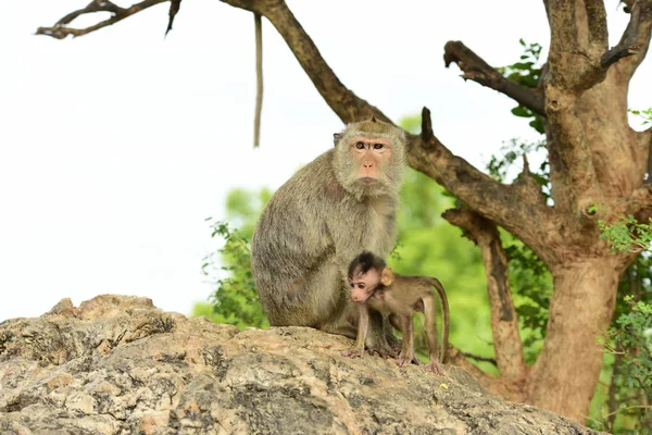 Close Cute Monkeys Outdoors — Stock Photo, Image