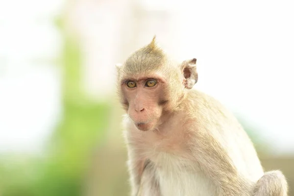 Macaco Bonito Habitat Durante Dia — Fotografia de Stock