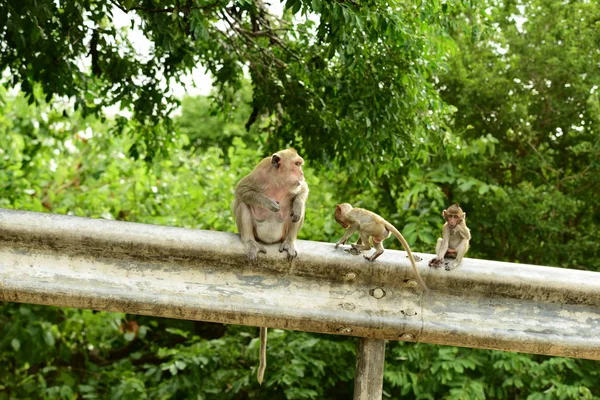 Menutup Dari Monyet Lucu Luar Ruangan — Stok Foto