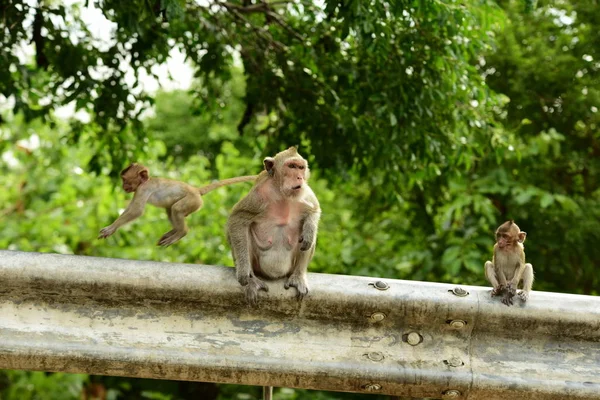 Menutup Dari Monyet Lucu Luar Ruangan — Stok Foto