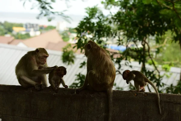 Close Cute Monkeys Outdoors — Stock Photo, Image