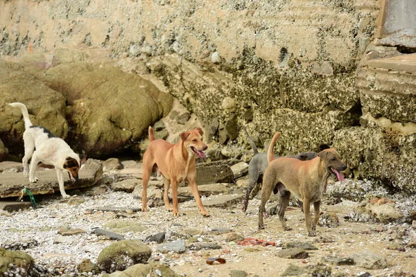 Group of dogs on sea coast
