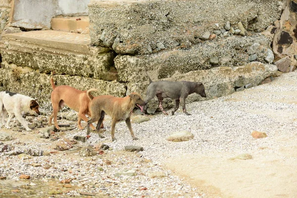 Group of dogs on sea coast