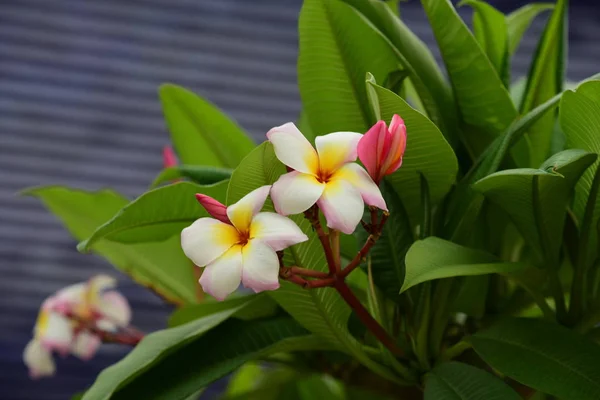 Güzel Renkli Çiçekler Blooming Plumeria Çiçek Blooming Yeşil Yaprak Parlak — Stok fotoğraf