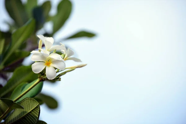 Mooie Kleurrijke Bloemen Bloeiende Plumeria Bloem Bloeiende Groene Blad Bright — Stockfoto