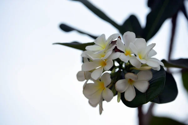 Flores Tropicales Blancas Floreciendo Árbol —  Fotos de Stock