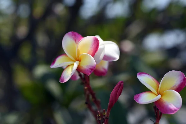 Kolorowe Kwiaty Ogrodzie Kwitnący Kwiat Plumeria Piękne Kwiaty Ogrodzie Blooming — Zdjęcie stockowe