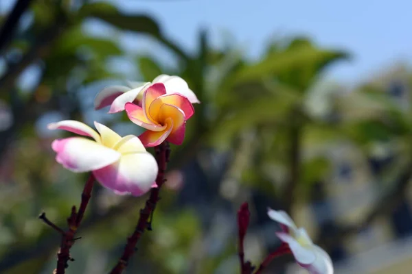 庭にはカラフルな花 プルメリアの花が咲いています 夏に庭の開花の美しい花 — ストック写真