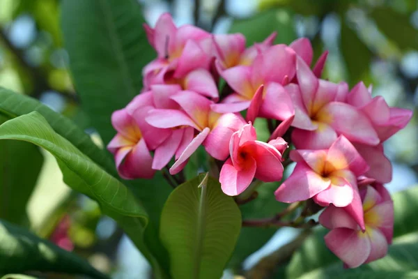 Färgglada Blommor Trädgården Plumeria Blomma Blommande Vackra Blommor Den Trädgård — Stockfoto