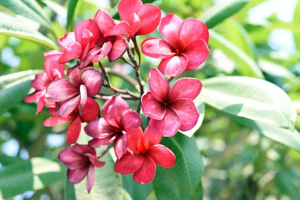 Bunte Blumen Garden Plumeria Flower Blooming Beautiful Flowers Garten Blüht — Stockfoto