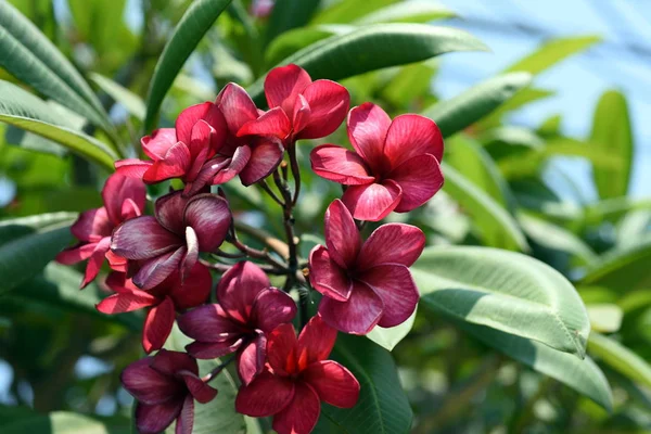 Bunte Blumen Garden Plumeria Flower Blooming Beautiful Flowers Garten Blüht — Stockfoto