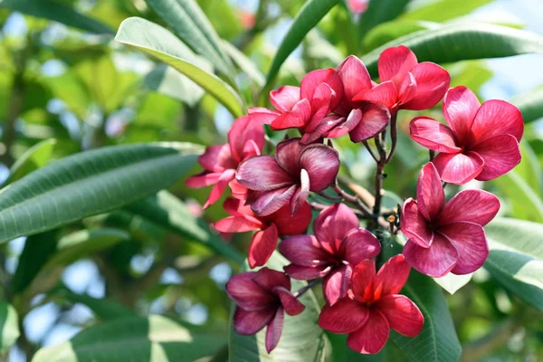 Färgglada Blommor Trädgården Plumeria Blomma Blommande Vackra Blommor Den Trädgård — Stockfoto