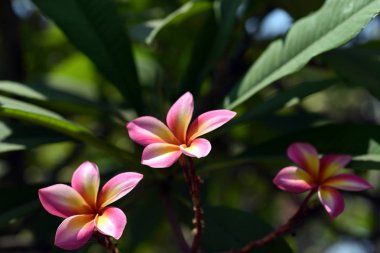 Bahçede renkli çiçek. Plumeria çiçek çiçeklenme. Güzel bahçe Blooming yaz aylarında çiçeklenir.