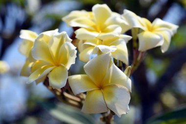 Bahçede renkli çiçek. Plumeria çiçek çiçeklenme. Güzel bahçe Blooming yaz aylarında çiçeklenir.