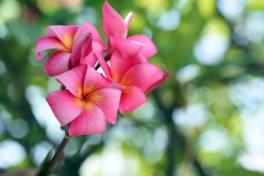Güzel Renkli Çiçekler Blooming Plumeria Çiçek Blooming Yeşil Yaprak Parlak