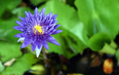 güzel bir havuzda nilüfer çiçekleri ve yeşil yaprakları