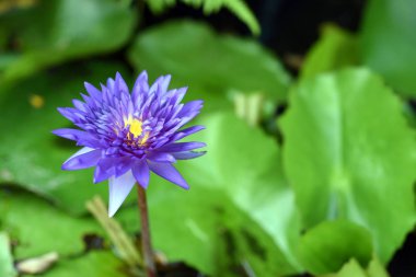 güzel bir havuzda nilüfer çiçekleri ve yeşil yaprakları