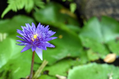 güzel bir havuzda nilüfer çiçekleri ve yeşil yaprakları