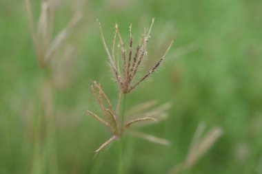 Çim çiçekler, doğada güzel bir arka plan görüntüsü olarak kullanılır