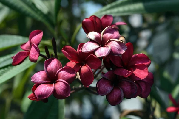 Fiori Colorati Giardino Fiori Plumeria Bellissimi Fiori Giardino Fioritura Estate — Foto Stock