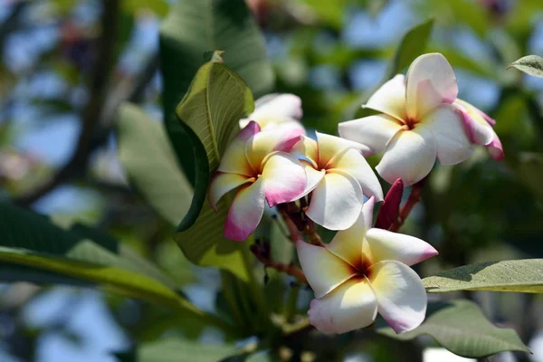 Flores Coloridas Jardim Plumeria Flor Florescer Lindas Flores Jardim Florescendo — Fotografia de Stock