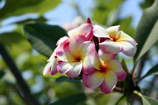 Kolorowe Kwiaty Ogrodzie Kwitnący Kwiat Plumeria Piękne Kwiaty Ogrodzie Blooming — Zdjęcie stockowe