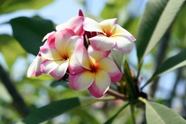 Fiori Colorati Giardino Fiori Plumeria Bellissimi Fiori Giardino Fioritura Estate — Foto Stock