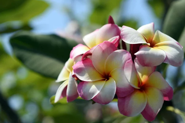 Kolorowe Kwiaty Ogrodzie Kwitnący Kwiat Plumeria Piękne Kwiaty Ogrodzie Blooming — Zdjęcie stockowe