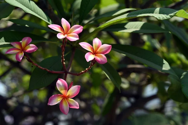 Красиві Барвисті Квіти Квітучі Сливові Квіти Квітка Квітучий Зелений Лист — стокове фото