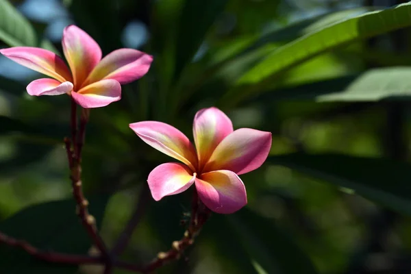 美しいカラフルな花が咲くプルメリアの花咲く緑の葉が明るい — ストック写真