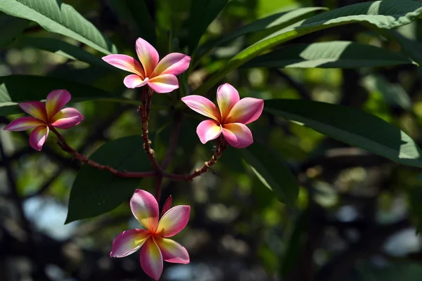 Colorful Flowers Garden Plumeria Flower Blooming Beautiful Flowers Garden Blooming — Stock Photo, Image