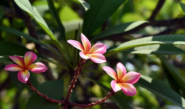 庭にはカラフルな花 プルメリアの花が咲いています 夏に庭の開花の美しい花 — ストック写真