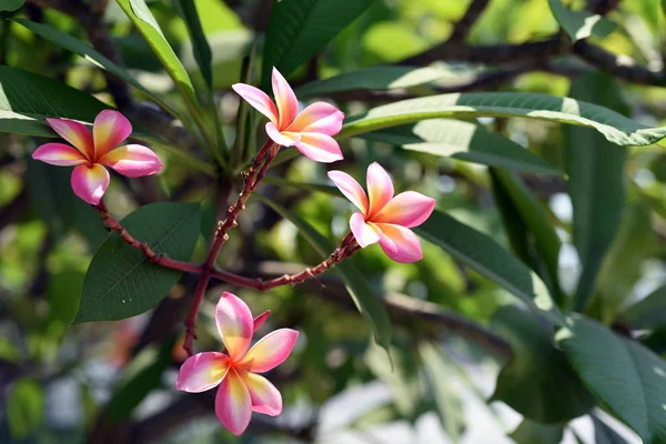 Bahçede Renkli Çiçek Plumeria Çiçek Çiçeklenme Güzel Bahçe Blooming Yaz — Stok fotoğraf