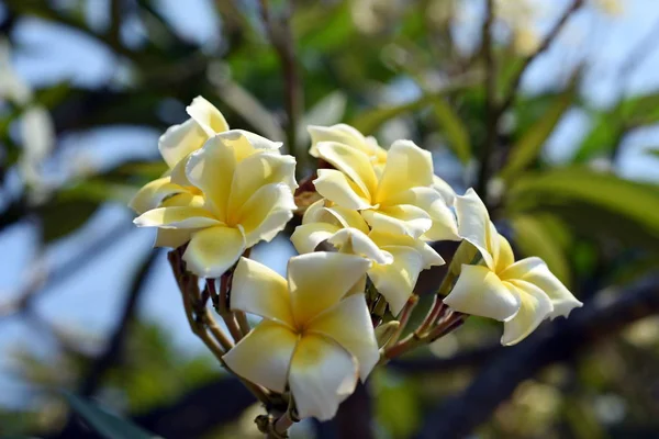 Barevné Květiny Zahradě Plumeria Kvetení Krásné Květiny Zahradě Blooming Létě — Stock fotografie