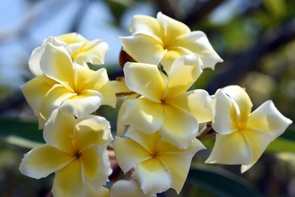Piękne Kolorowe Kwiaty Kwitnące Plumeria Kwiat Kwitnący Zielony Liść Jasny — Zdjęcie stockowe