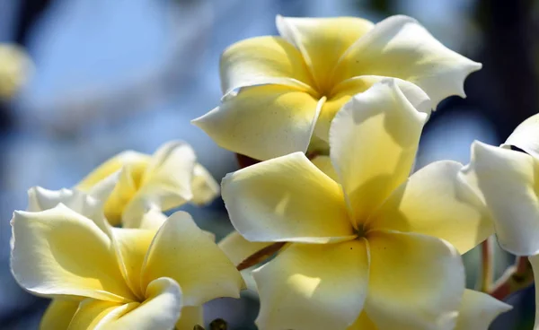 Kolorowe Kwiaty Ogrodzie Kwitnący Kwiat Plumeria Piękne Kwiaty Ogrodzie Blooming — Zdjęcie stockowe