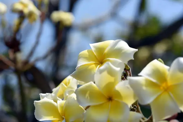 Flores Coloridas Jardim Plumeria Flor Florescer Lindas Flores Jardim Florescendo — Fotografia de Stock