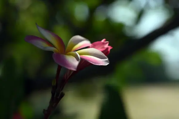 Primo Piano Fiori Che Crescono All Aperto Durante Giorno — Foto Stock