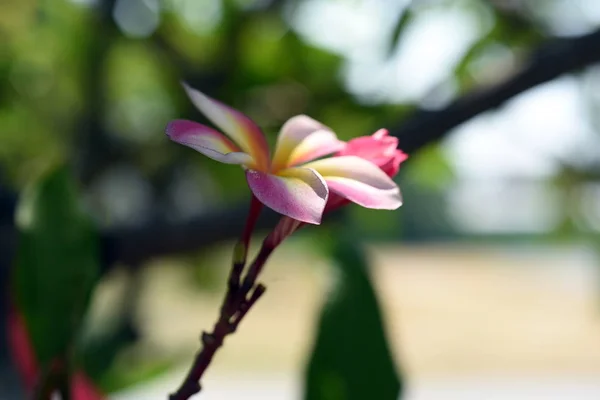 Barevné Květiny Zahradě Plumeria Kvetení Krásné Květiny Zahradě Blooming Létě — Stock fotografie