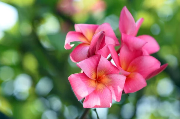 Färgglada Blommor Trädgården Plumeria Blomma Blommande Vackra Blommor Den Trädgård — Stockfoto