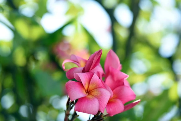 Mooie Kleurrijke Bloemen Bloeiende Plumeria Bloem Bloeiende Groene Blad Bright — Stockfoto