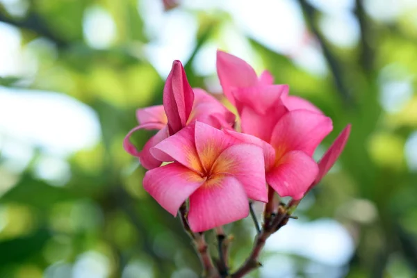 Fleurs Colorées Dans Jardin Fleurs Plumeria Fleurir Belles Fleurs Dans — Photo